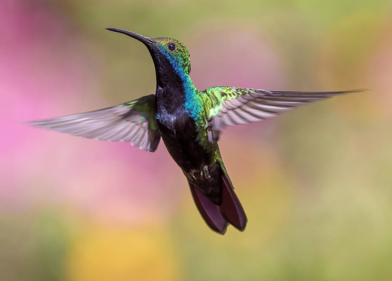 Colibrí verde y azul en pleno vuelo con las alas abiertas frente a flores desenfocadas de un jardín de Galipán.